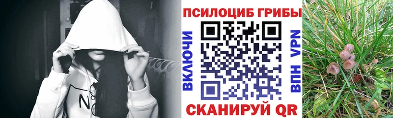 купить наркотики цена  Грязовец  Псилоцибиновые грибы MAGIC MUSHROOMS 
